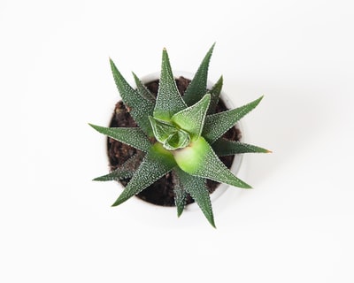 green succulent plant
